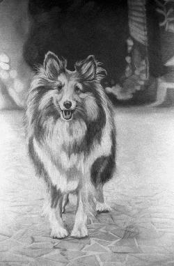 COLLIE