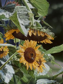 GIANT SUNFLOWER  & fRIENDS