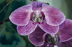 PHALAENOPISIS ORCHID I