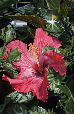 HIBISCUS