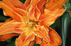 DAY LILY