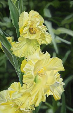 GLADIOLUS