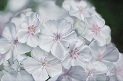 PHLOX