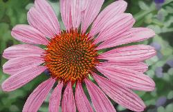 ECHINACEA