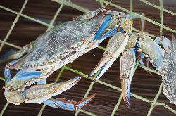 BLUE CRABS