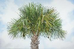 PALM